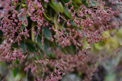Stelis ciliaris