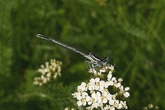Platycnemis pennipes