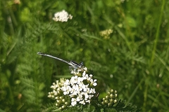 Platycnemis pennipes