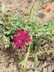 Knautia macedonica