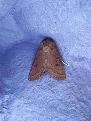 Hoplodrina blanda
