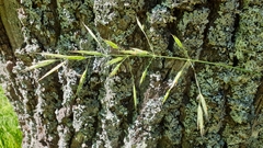 Bromopsis