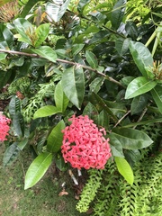Ixora chinensis