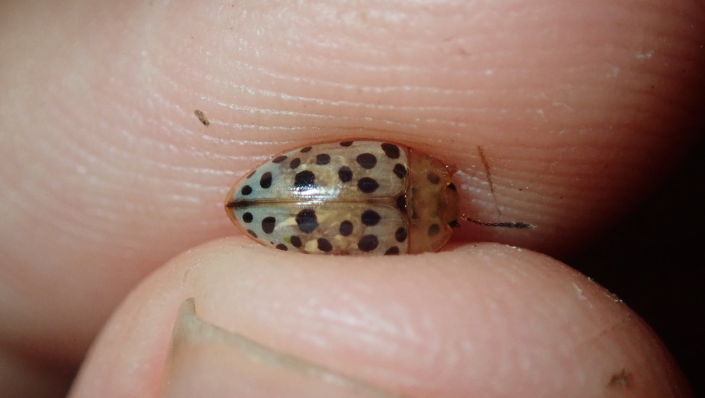 Neopriotelus irroratus