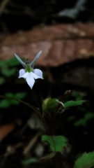Lobelia longicaulis