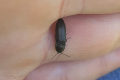 Elateridae