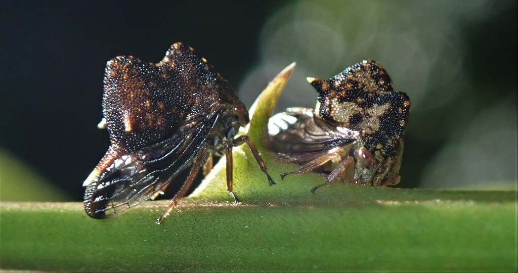 Anchistrotus amitteraglobus