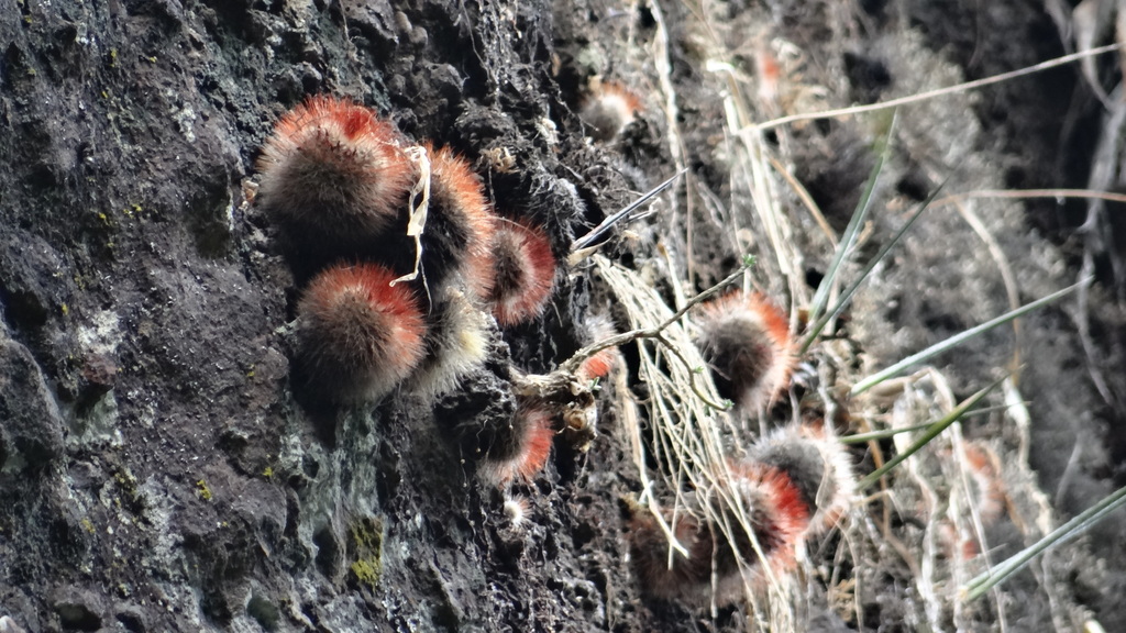 Mammillaria spinosissima