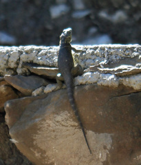 Sceloporus oberon