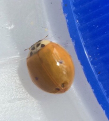 Harmonia axyridis