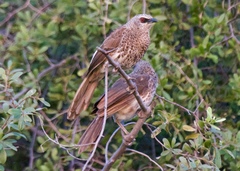 Turdoides hartlaubii