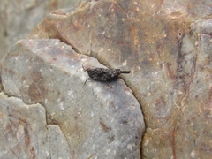 Paratettix freygessnerii