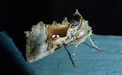 Syngrapha microgamma