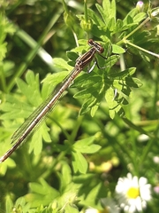 Platycnemis pennipes