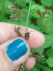 Tolmiea diplomenziesii