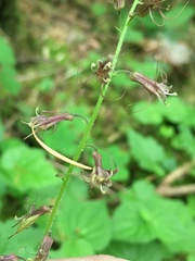 Tolmiea diplomenziesii