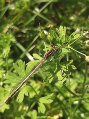 Platycnemis pennipes
