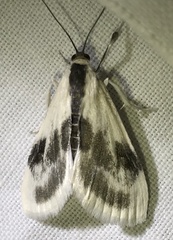 Cliniodes ostreonalis