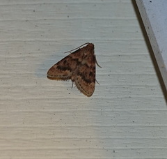 Aglossa disciferalis