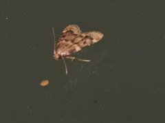 Aglossa disciferalis