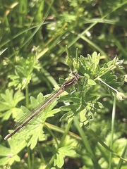 Platycnemis pennipes