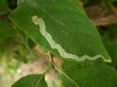 Aulagromyza cornigera