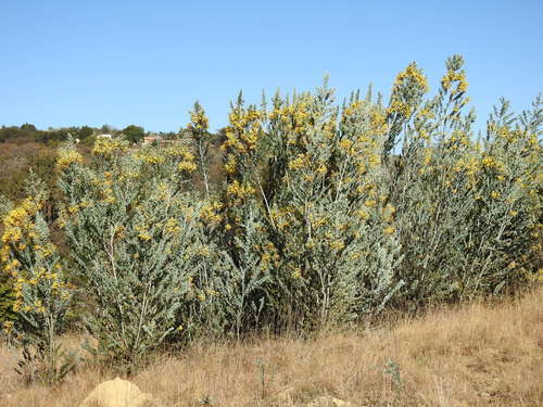 Acacia podalyriifolia
