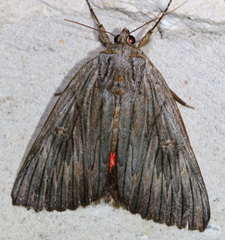 Catocala herodias