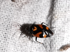 Deraeocoris schach