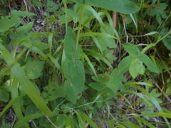 Hypericum montanum