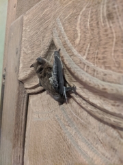 Vespertilionidae