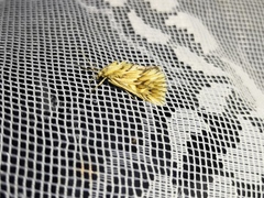 Cynaeda dentalis