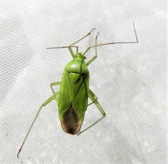 Closterotomus