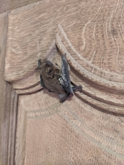 Vespertilionidae