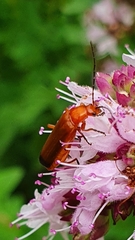 Rhagonycha fulva
