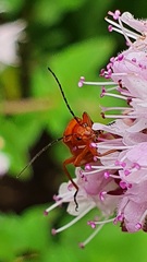 Rhagonycha fulva