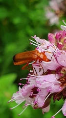 Rhagonycha fulva