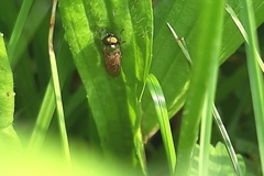 Chloromyia