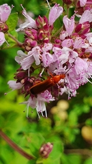 Rhagonycha fulva