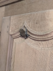 Vespertilionidae