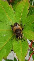 Eristalis tenax