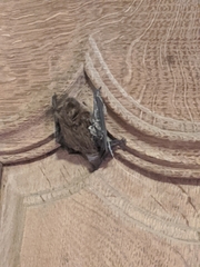 Vespertilionidae