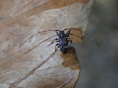 Leiopus femoratus