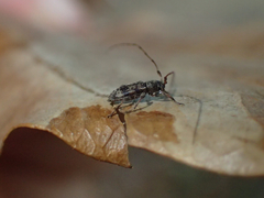 Leiopus femoratus