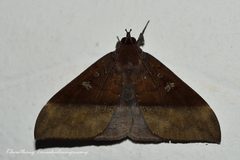 Ischyja manlia