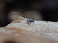 Leiopus femoratus