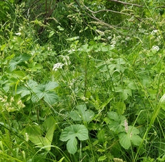 Humulus lupulus