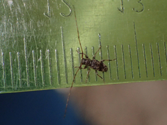 Leiopus femoratus