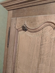Vespertilionidae