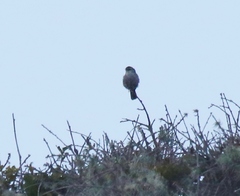 Thryomanes bewickii charienturus